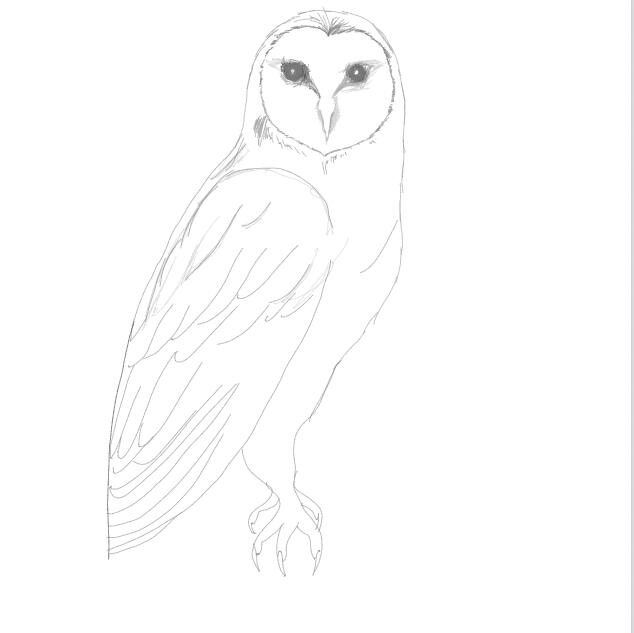Owl Oldham